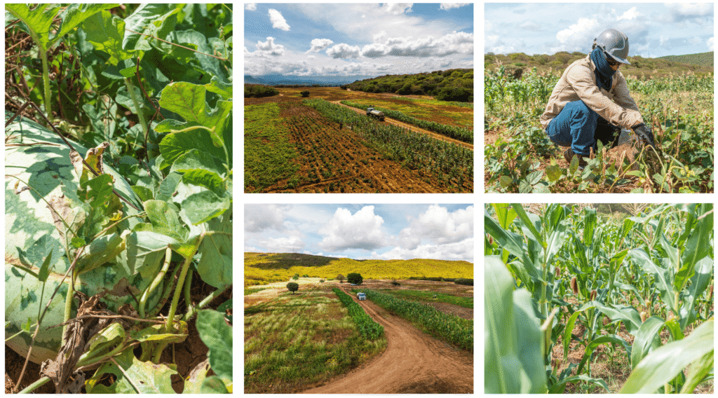 Del carbón a la producción sostenible en suelos rehabilitados de La Guajira